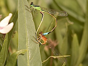 Rambur's Forktail - Ischnura ramburii